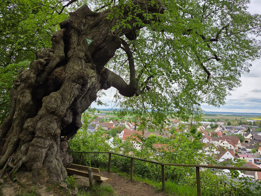 Frohberglinde Frohberglinde