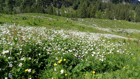 Bergblumenwiese an der Seebenalm