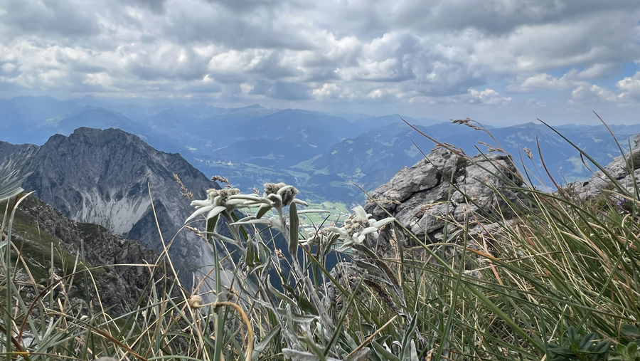 Edelweiß am Gipfel