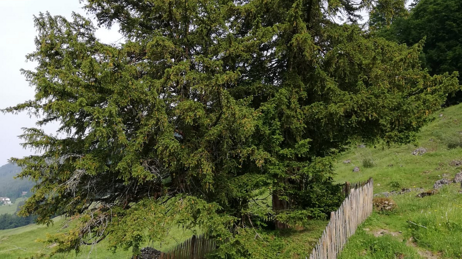 Bayerns, wenn nicht, Deutschlands ältester Baum